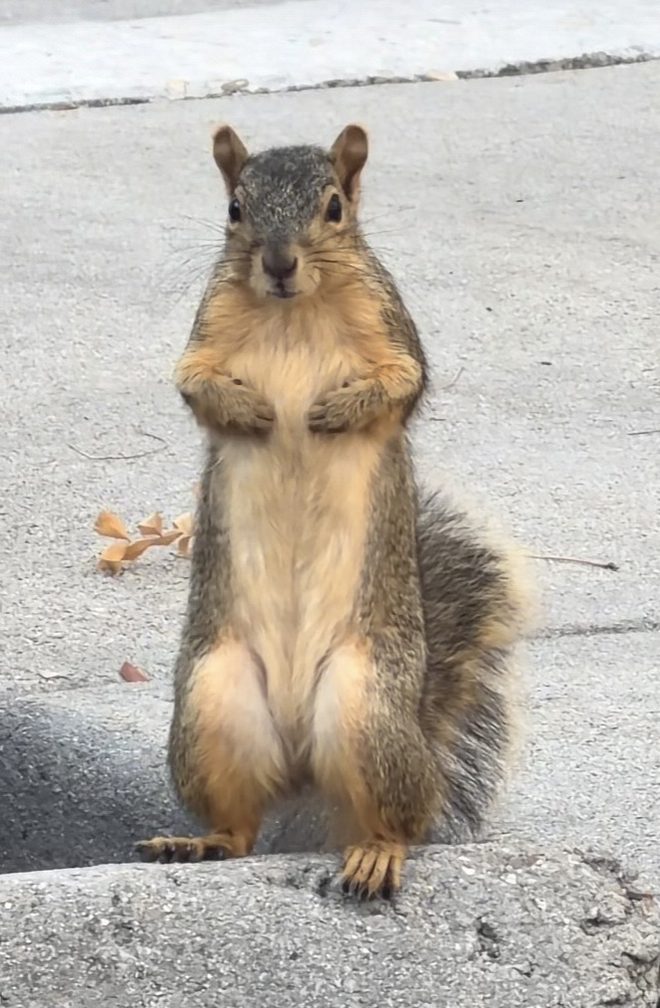 Squitties the fox squirrel standing upright on a sidewalk